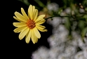08.06.2010 Blume-Pfalz-09-D32_9926
